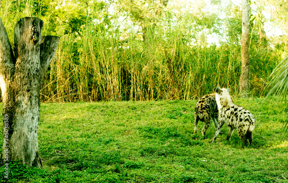 Fototapeta premium garden with flowers hause tigre