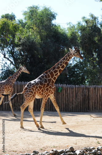 Photography two giraffes walking in the zoo park