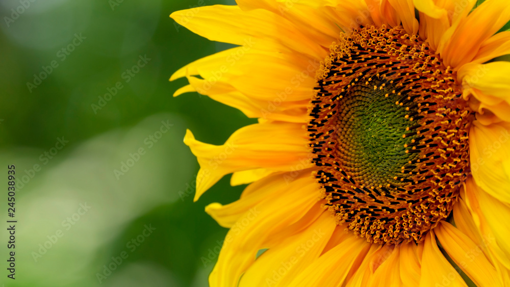 Obraz premium Sunflower, beautiful blurred background