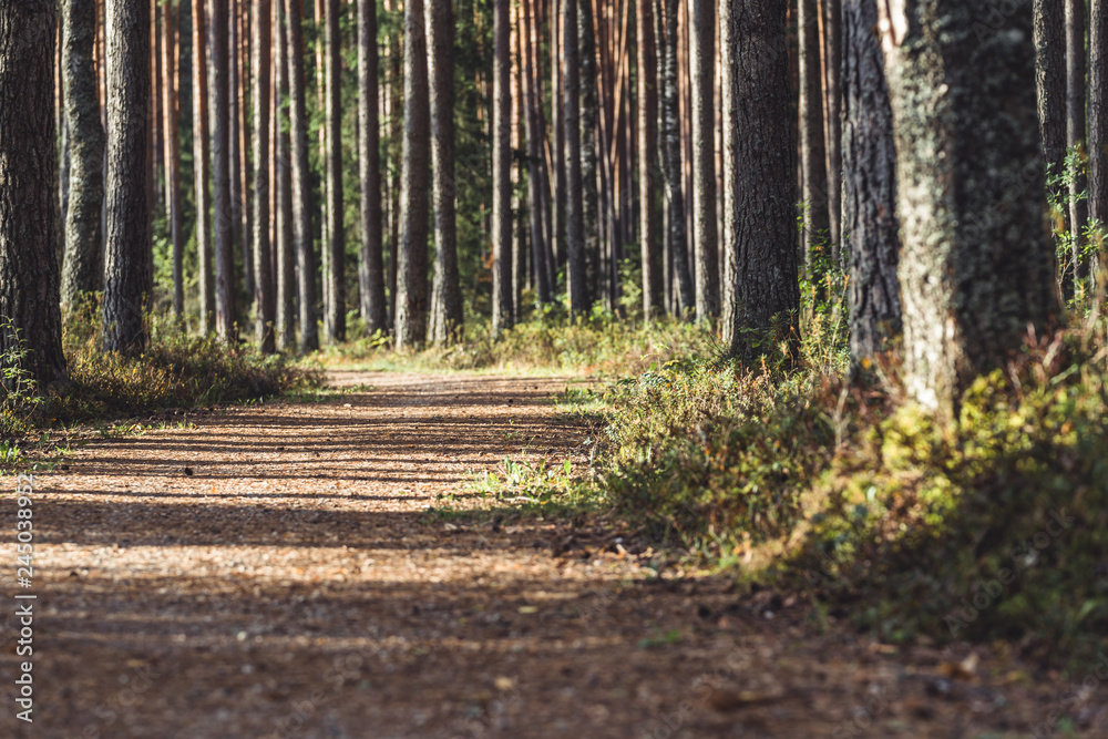 View of the Forest Road (Tourist Hiking Path), heading deeper in the Woods on the Sunny Summer Day, Partly Blurred Image with Free Space for Text View of the Forest Road (Tourist Hiking Path), heading deeper in the Woods on the Sunny Summer Day, Partly Blurred Image with Free Space for Text