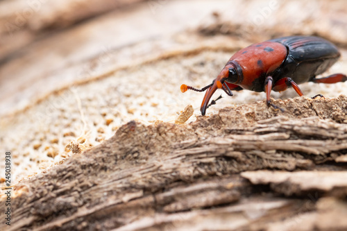 Fotografía The red palm weevil Rhynchophorus ferrugineus  on coconut tree