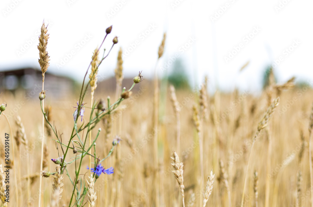 Blue flower on the background of wheat. Blue flower on the background of wheat.