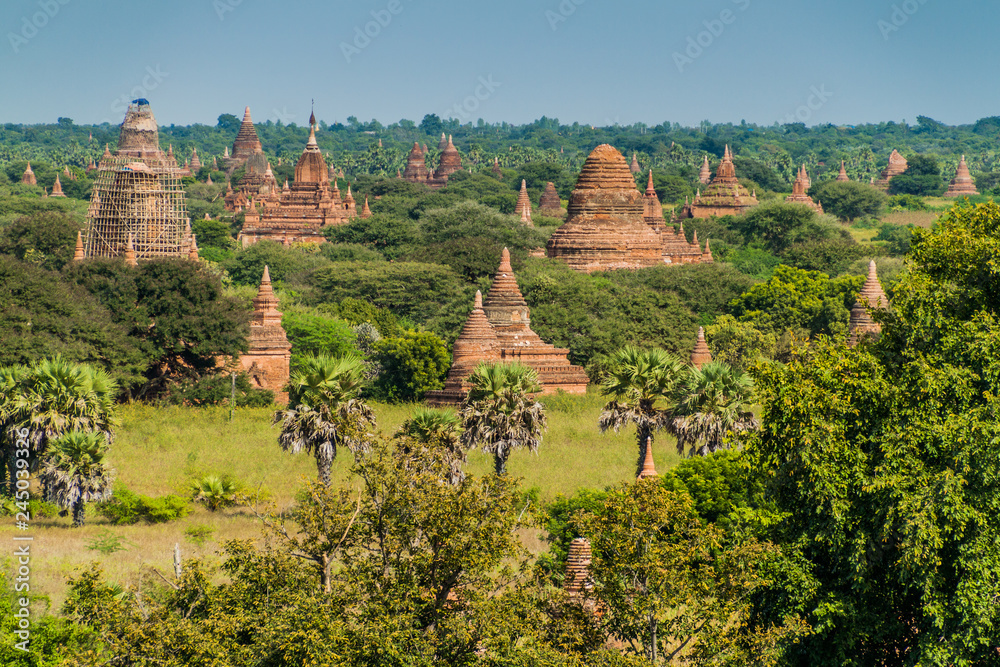 Skyline of Bagan temples, Myanmar.  One of the temples is under scaffolding, being restored after the 2016 earthquake.