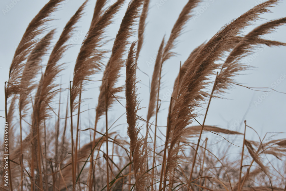 Obraz premium reeds at sunset