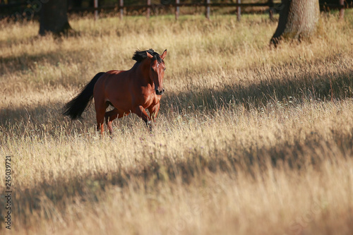 Horse gallops in portraits in the morning light and rages, in the pasture..