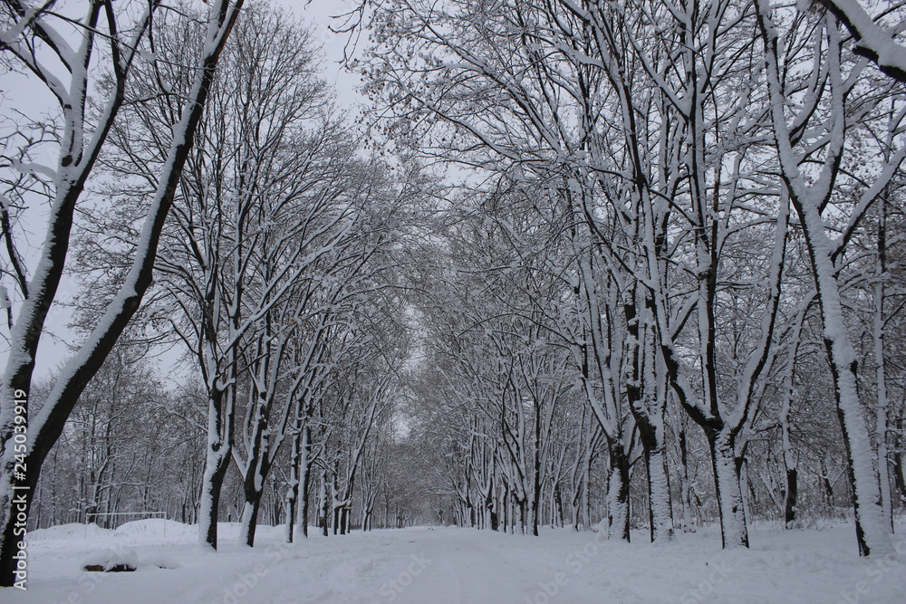 Fototapeta premium park in the snow