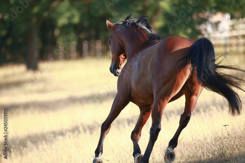 Horse gallops in portraits in the morning light and rages, photographed on the pasture from behind..