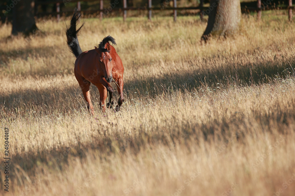 Horse gallops in portraits in the morning light and rages, in the pasture.. Horse gallops in portraits in the morning light and rages, in the pasture..
