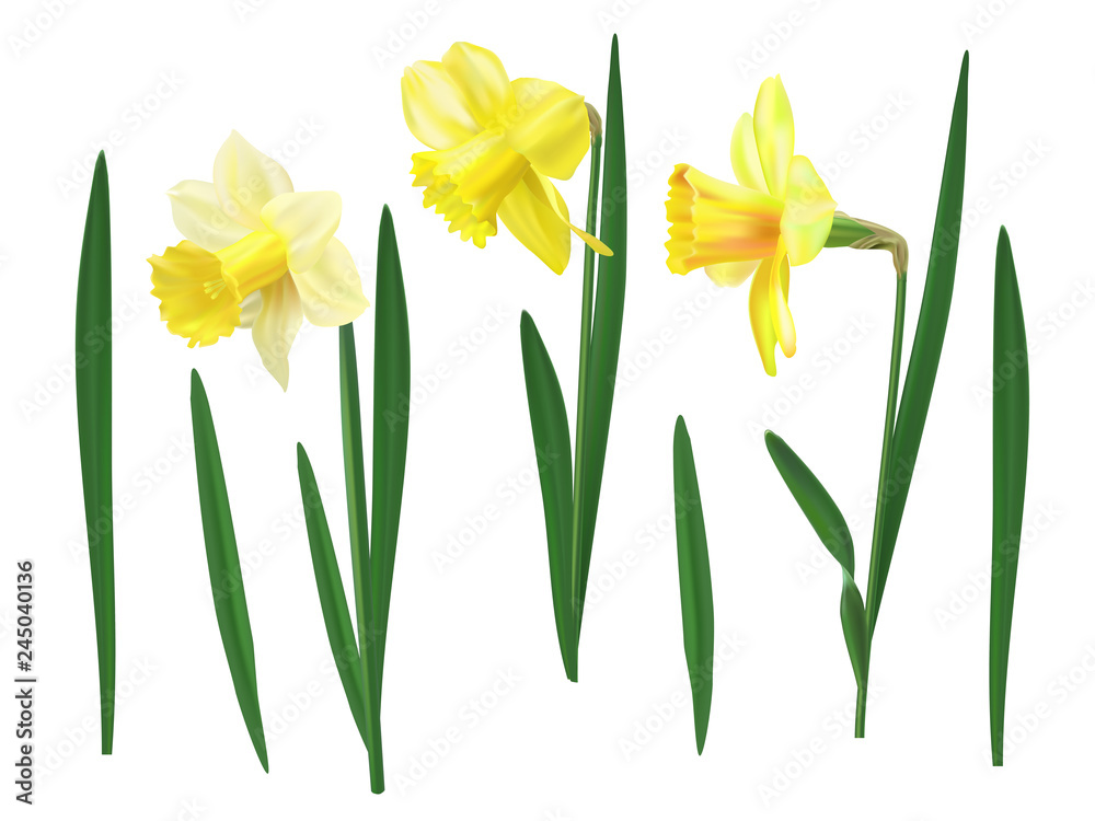 Narcissus set vector illustration. Realistic yellow flowers elements.