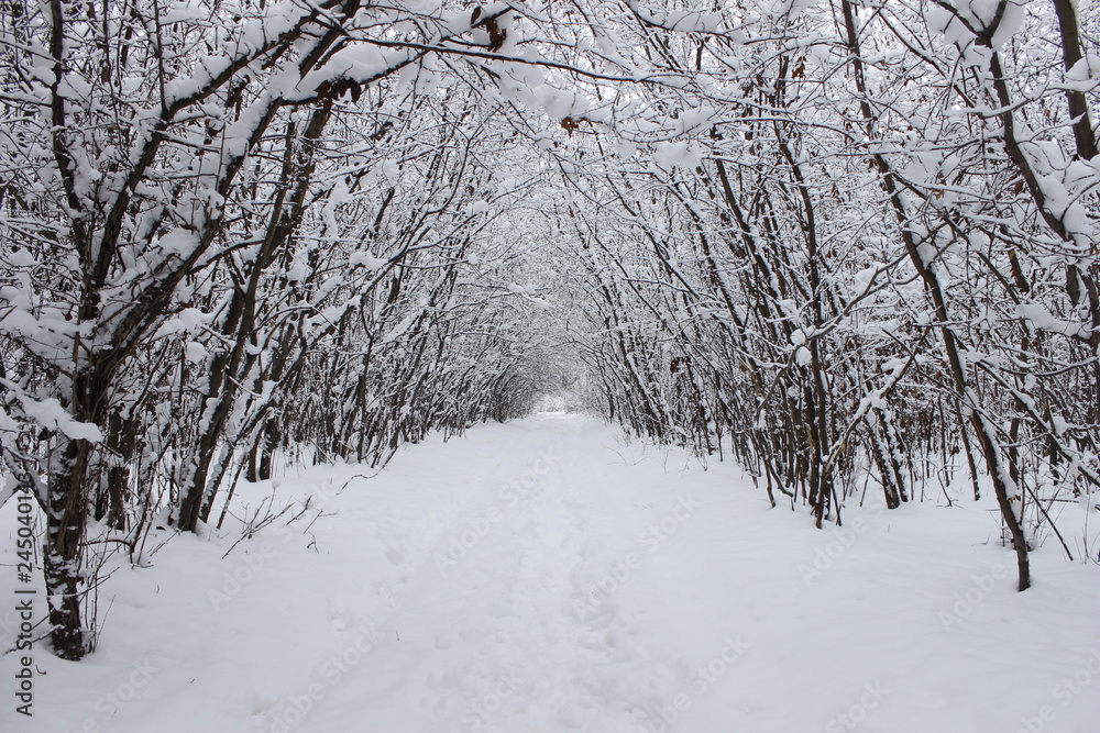 winter tunnel among the trees winter tunnel among the trees