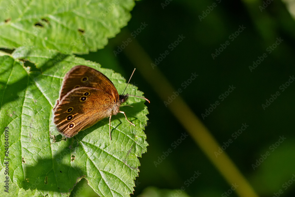 Obraz premium Schornsteinfeger