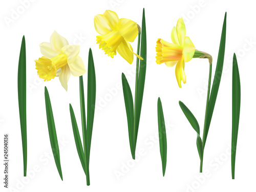 Narcissus set vector illustration. Realistic yellow flowers elements.