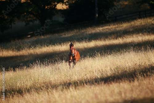 Horse gallops in portraits in the morning light and rages, in the pasture.. © RD-Fotografie