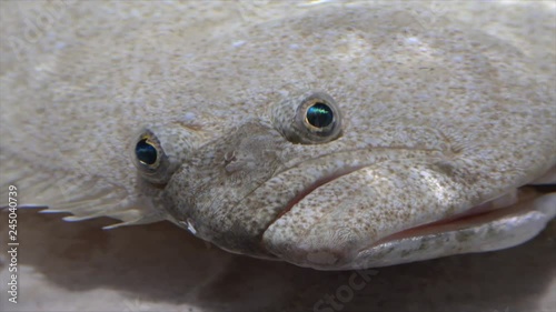 Japanese flatfish  (Paralichthys olivaceus) closeup photo