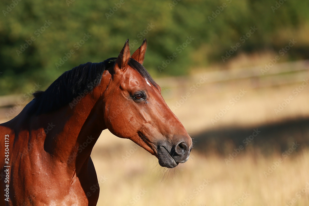 Fototapeta premium Horse in portraits in the morning light stands in the pasture..