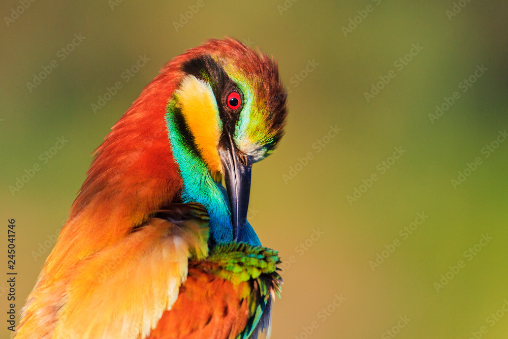 bird of paradise cleans colored feathers