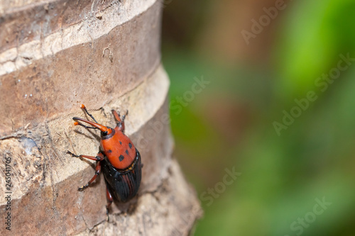 Photos The red palm weevil Rhynchophorus ferrugineus  on coconut tree