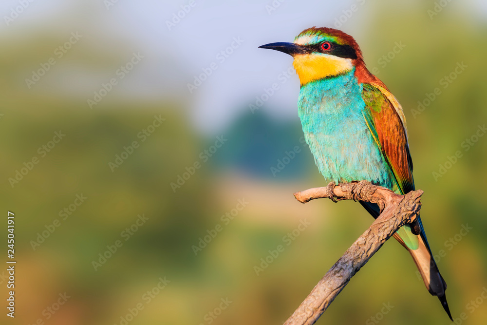 Fototapeta premium European bee-eater on spring day
