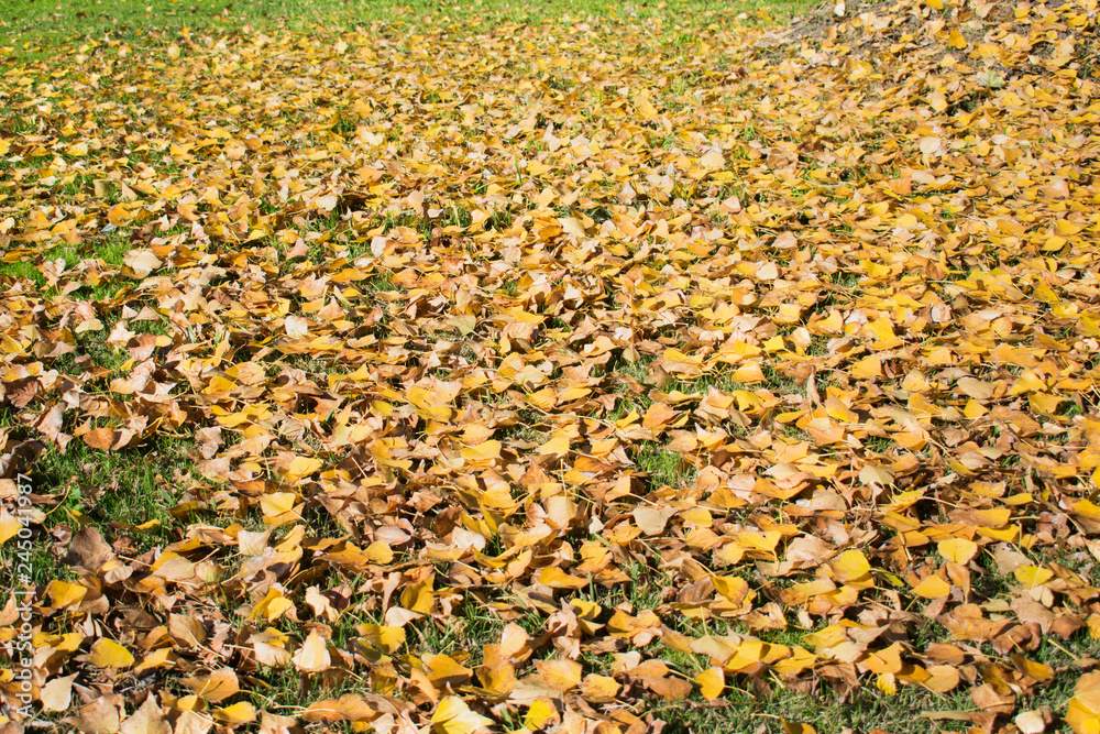 Autumn leaves.