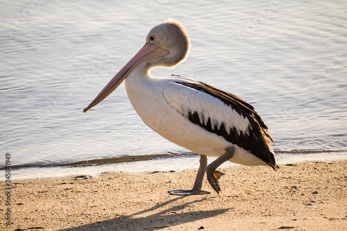 Pelican
