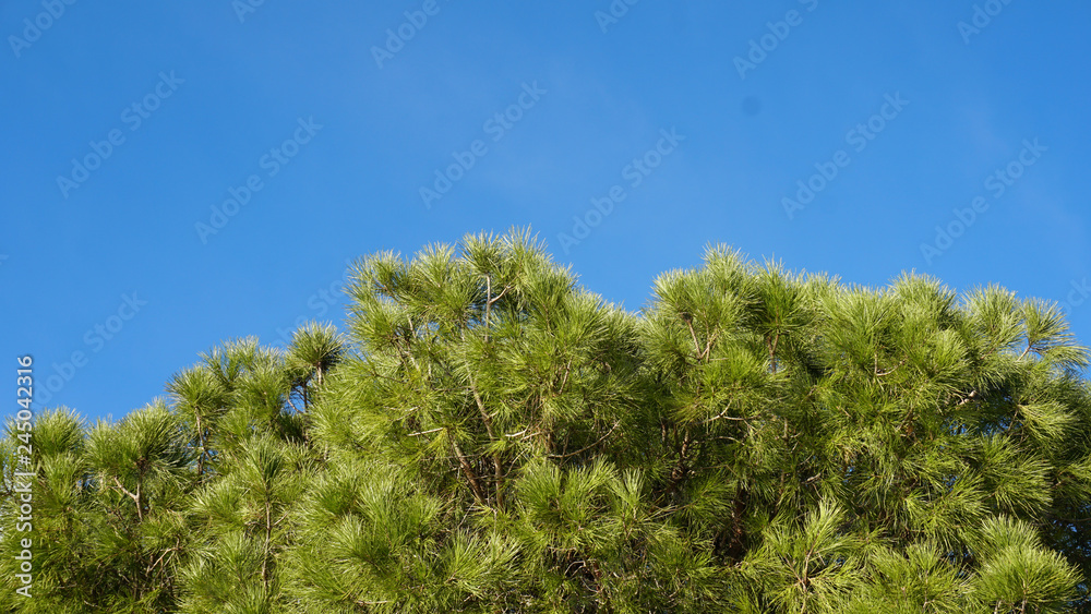 Bäume am blauen Himmel