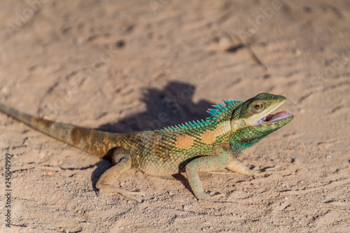 Indo-Chinese forest lizard (Calotes mystaceus) in Bagan, Myanmar photo