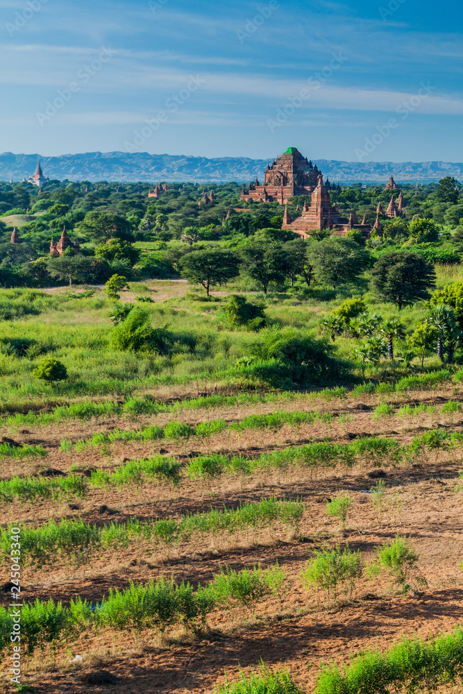 Skyline of temples in Bagan, Myanmar. Sulamani temple  visible.
