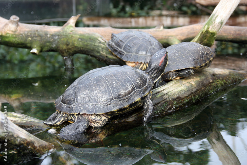 Obraz premium Tortugas en su habitat
