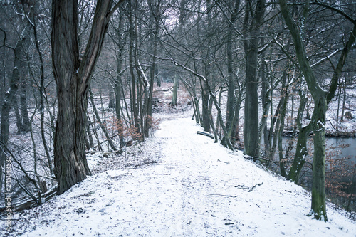 Snow Forest © Patrik