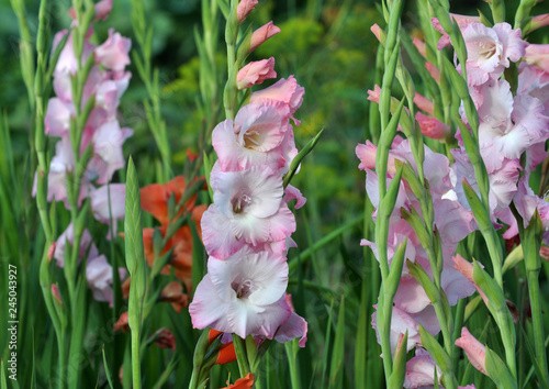 Blossom of colorful gladioluses photo