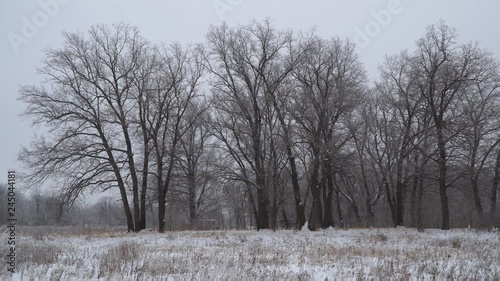 Wallpaper Mural Winter landscape. Forest covered with snow. Camera panning Torontodigital.ca