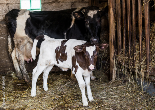 Animals in the stables.Photo of a little calf with mother of cow.The living creature on the farm.Village. © mykola