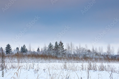 Spruce and trees with snow in the winter, snow Park. snow green tree.