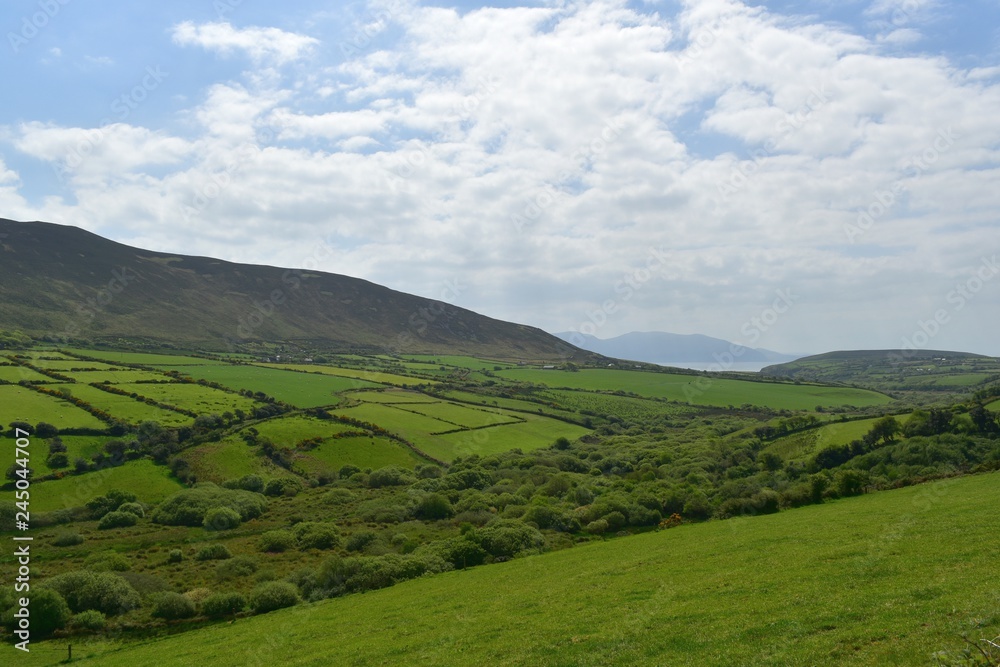 Grassy Farmland