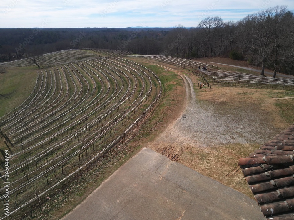 Fototapeta premium Winter Vineyard