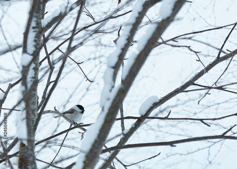The branches of the trees are covered with frost and snow. On one of the trees sits a big tit.
