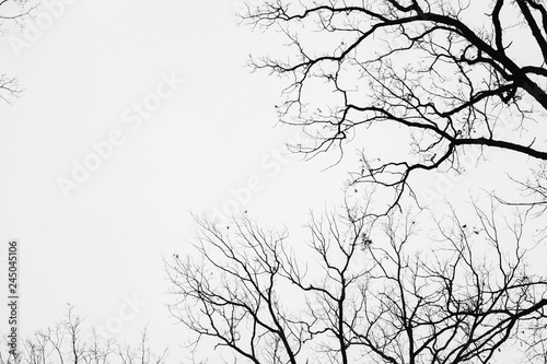 Tree branches isolated on the white background, with space for inscription