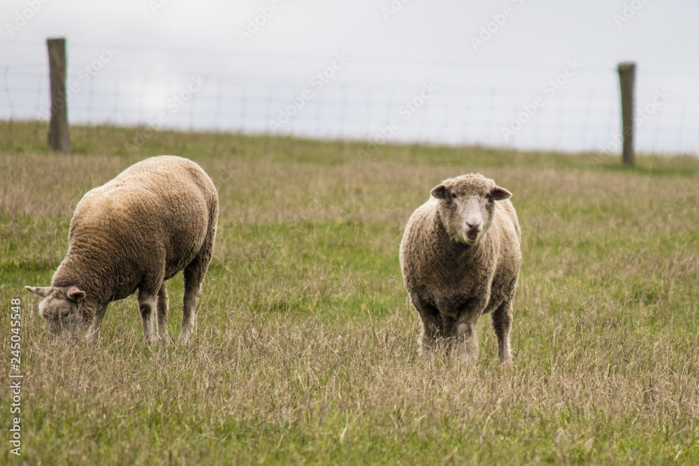 Obraz premium Australian Sheep