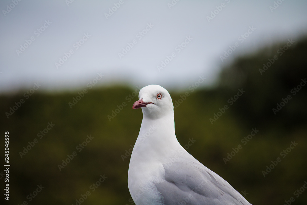 Red-Billed Gull