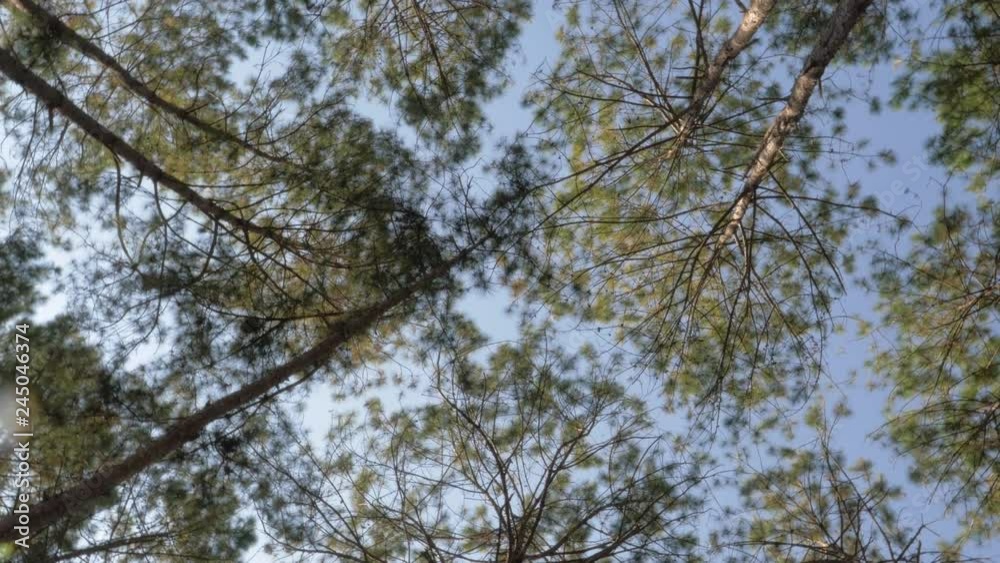 Panning through a forest Panning through a forest