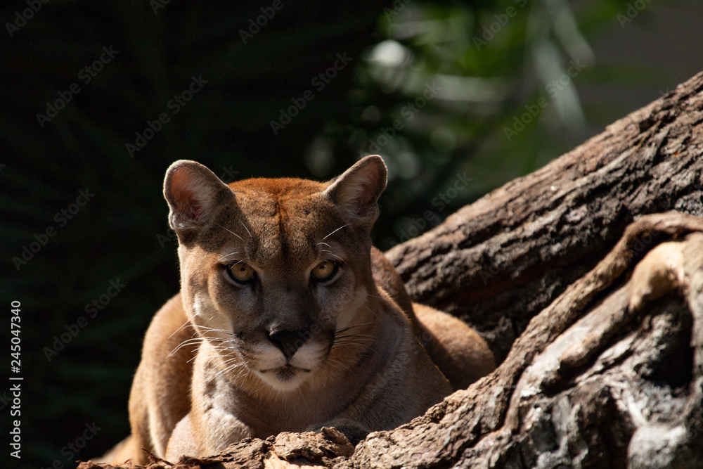 Obraz premium The cougar (Puma concolor) portrait.