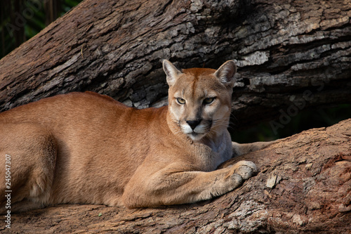 Canvas Print Brazilian Savannah animals: The cougar (Puma concolor).