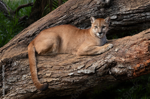 The cougar (Puma concolor) resting on a tree trunk.