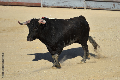 bull in spain