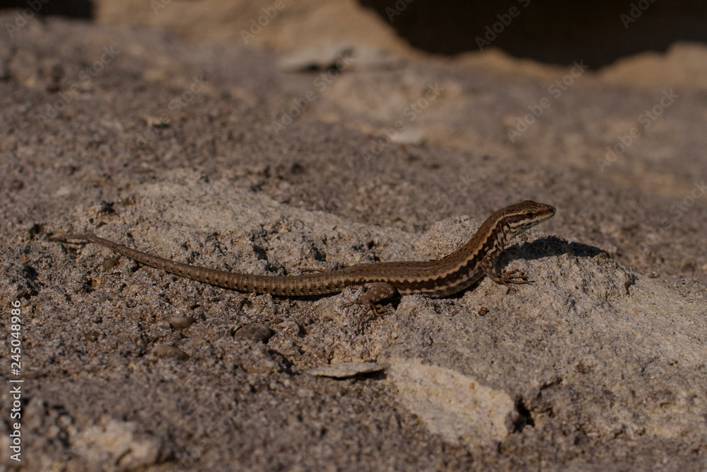 The sand lizard (Lacerta agilis) is a lacertid lizard. The habitat of the reptile is in a rocky area. The sand lizard (Lacerta agilis) is a lacertid lizard. The habitat of the reptile is in a rocky area.