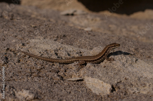 The sand lizard (Lacerta agilis) is a lacertid lizard. The habitat of the reptile is in a rocky area. 