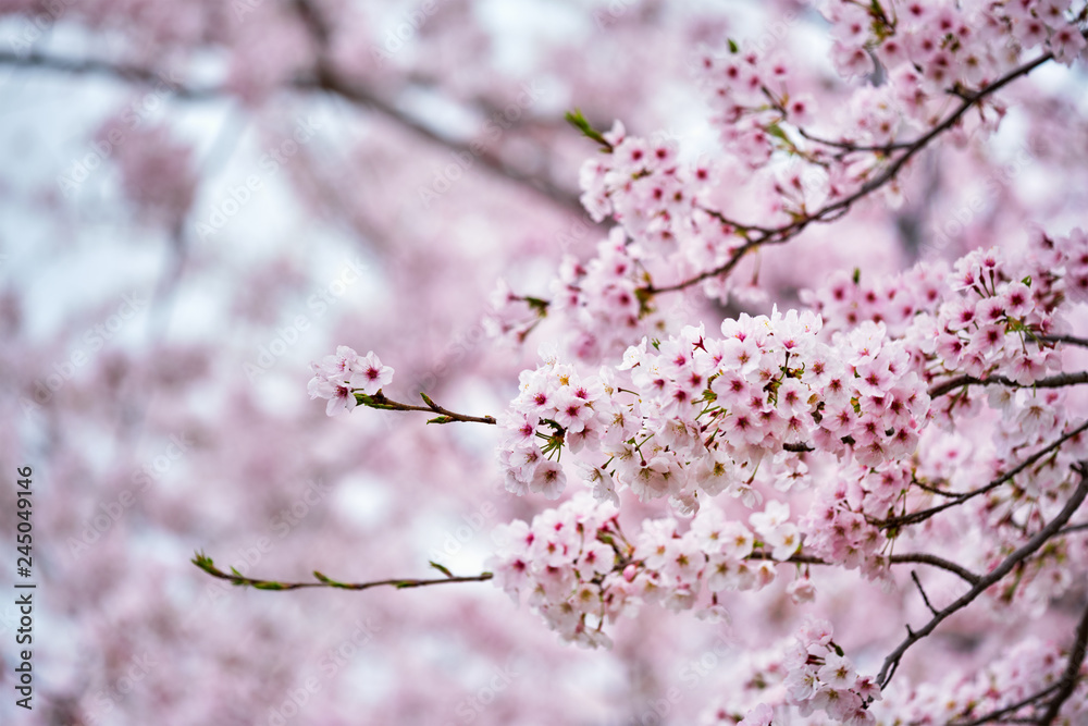Blooming sakura cherry blossom