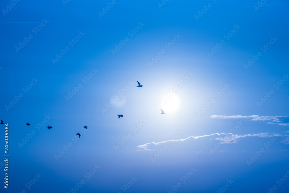 Fototapeta premium Birds fly against the sky