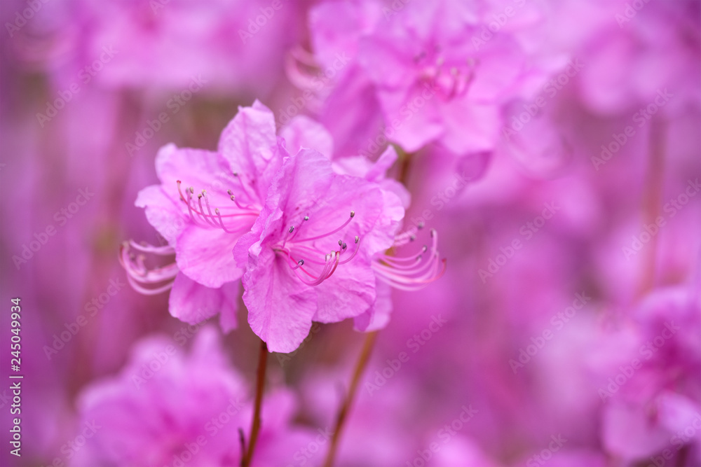 Rhododendron Mucronulatum Korean Rhododendron flower Rhododendron Mucronulatum Korean Rhododendron flower