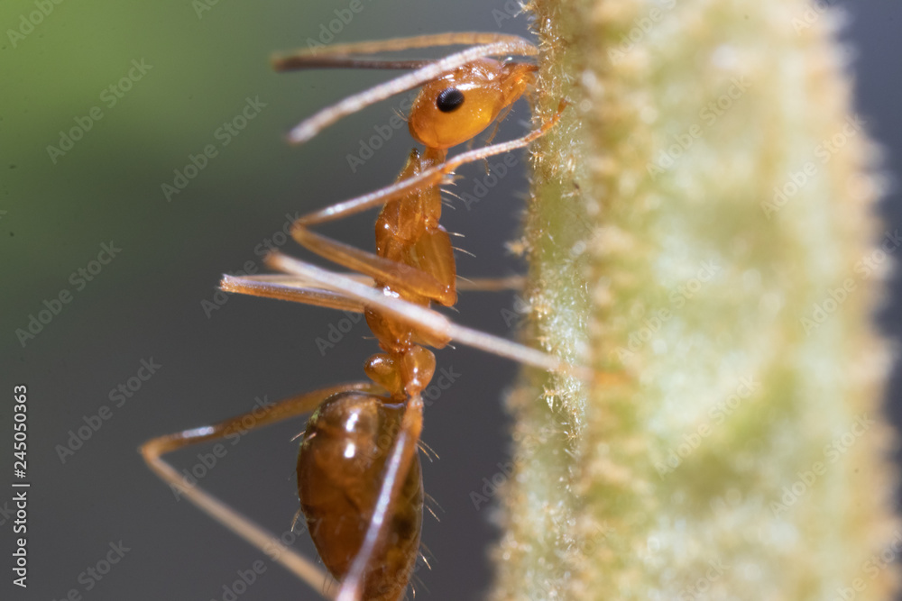 Naklejka premium super macro Ant action standing.Ant carry food